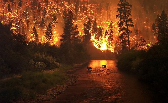Создать мем: пожары в канаде, природные пожары в россии, лесные пожары в канаде