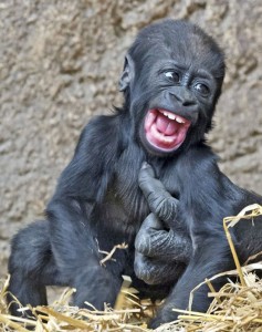 Create meme: gorilla, gorilla funny, the baby gorilla