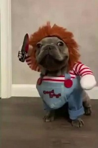 Create meme: dog, costum Chucky for dogs give, dog