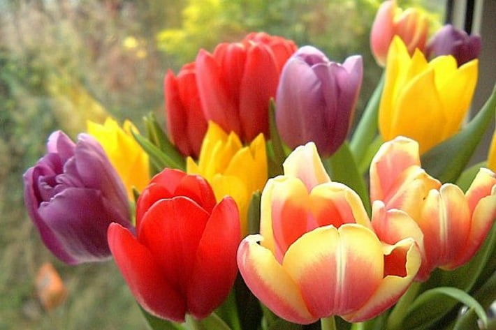 Создать мем: тюльпаны разные, тюльпаны разноцветные, тюльпаны голландия