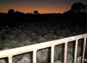 Create meme: the sheep in the pasture, creepy pictures