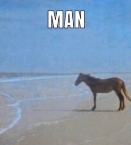 Создать мем: потому лошадь, мем с лошадью, лошадь у моря