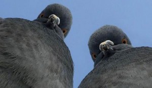 Создать мем: птицы, pigeon, голубь смотрит