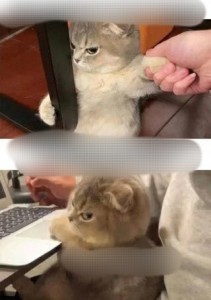 Создать мем: золотая шотландская шиншилла, кот на работе, коты