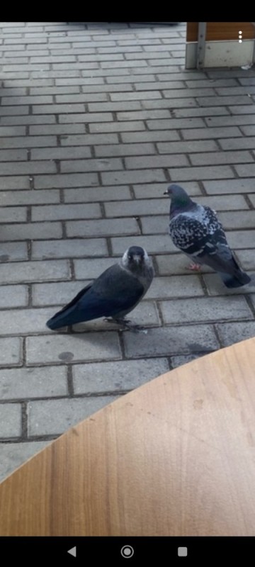 Create meme: pigeons doves, bird dove, pigeons are smart birds