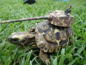 Create meme: tortoises, the Central Asian tortoise, skriesana turtles