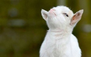Create meme: the proud goat meme, the proud goat, the proud goat