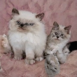 Create meme: Persian cat , Persian kittens , Persian color point kittens Persian exotics