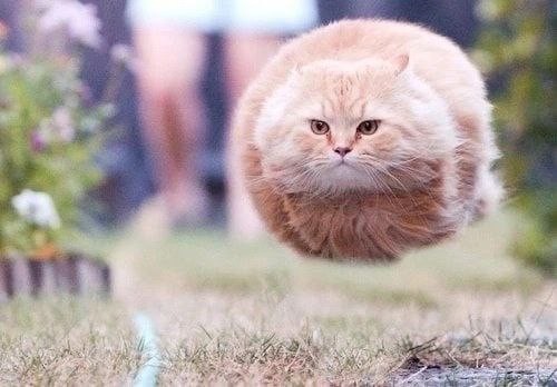 Создать мем: летающий круглый кот, кот, круглый кот летит