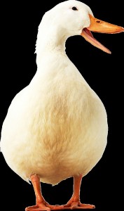 Create meme: white duck, goose, duck
