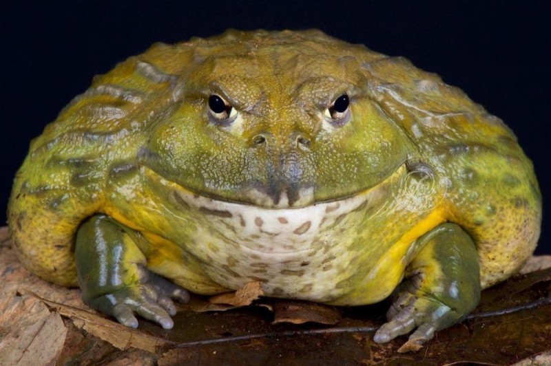Создать мем: большая жирная жаба, жаба, большая жаба