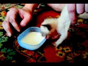 Create meme: cat shares her food, cooking, soap solution