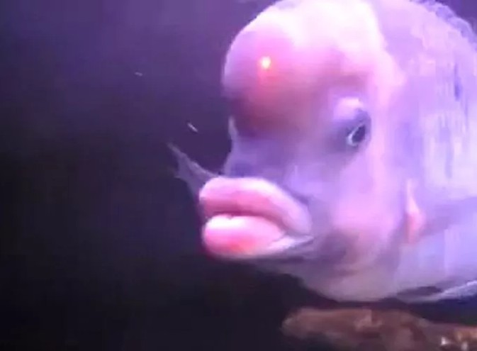 Create meme: lipped fish, fish with lips, a fish with lips