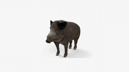 Создать мем: кабан 3d max, wild boar 3d model, кабан на белом фоне