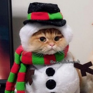 Создать мем: милые котики, милые животные, christmas cat