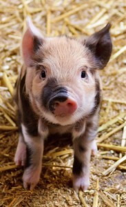 Создать мем: маленькая свинка, домашняя свинья, мини свинка