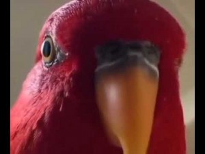 Create meme: parrot, red parrot