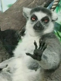 Create meme: uzbagoysya , uzbagoysya lemur, meme lemur with hands