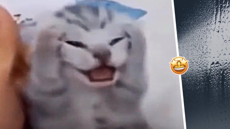 Create meme: kitten meme, cat yells meme, meme cat 