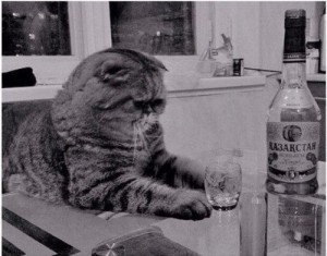 Создать мем: животные кошки, пьющий кот горе в семье, кот выпивает