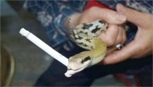 Create meme: cigarette, African Viper, snake