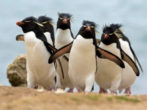 Create meme: birds, penguin, Emperor penguin