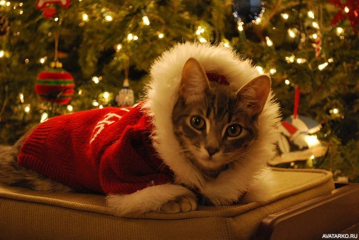 Create meme: new year's cat, Christmas cat , new year with a cat