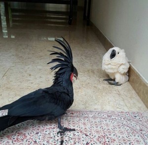 Create meme: palm cockatoos, black cockatoo, black and white parrot meme