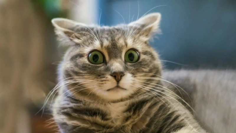 Create meme: cat funny , surprised cat, cat 