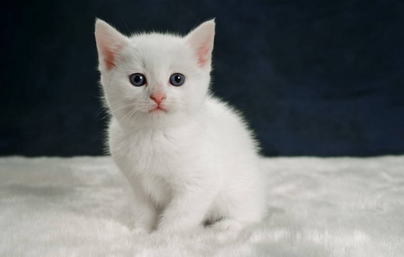 Создать мем: кот белый, котики, котята маленькие белые