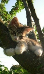 Create meme: cat, a cat in a tree, cat on a branch