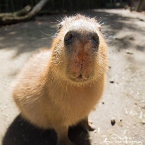 Create meme: Vdovenko capybara, the baby capybaras, the capybara
