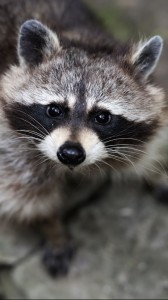 Create meme: raccoon, cute raccoons, enotik a gargle