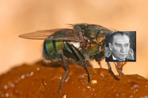 Create meme: green fly, fly