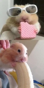 Create meme: hamster chubby, the hamster with the banana