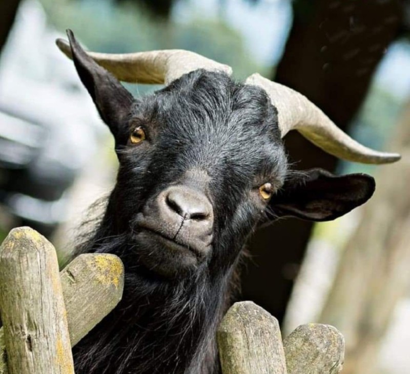 Create meme: black goat, goat , The black goat