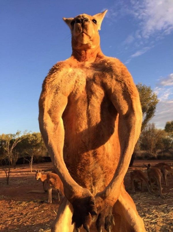 Создать мем: мускулистый кенгуру, кенгуру качок, накаченный кенгуру
