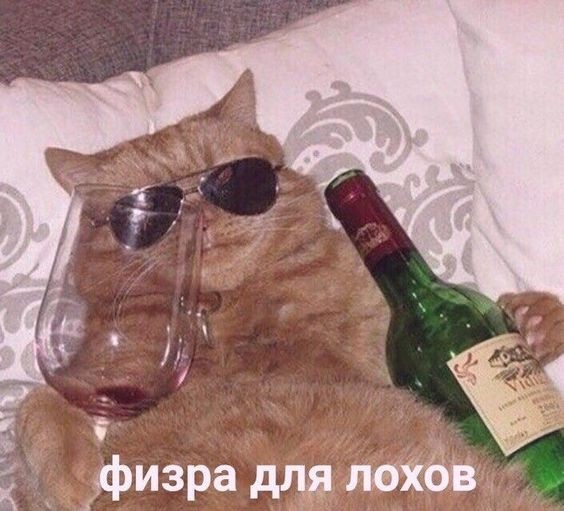 Create meme: cat with wine, drunk cat , cat with wine