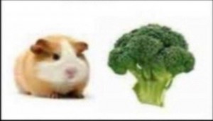 Создать мем: листья брокколи, морская свинка и брокколи, брокколи