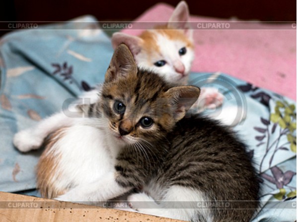 Создать мем: милые маленькие котята, кошка кошка, бенгальский котенок