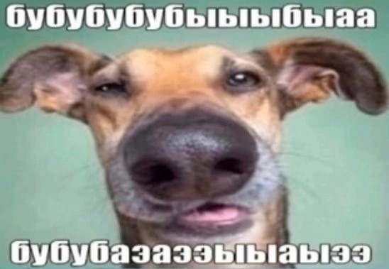 Create meme: dog APE, dog, funny face