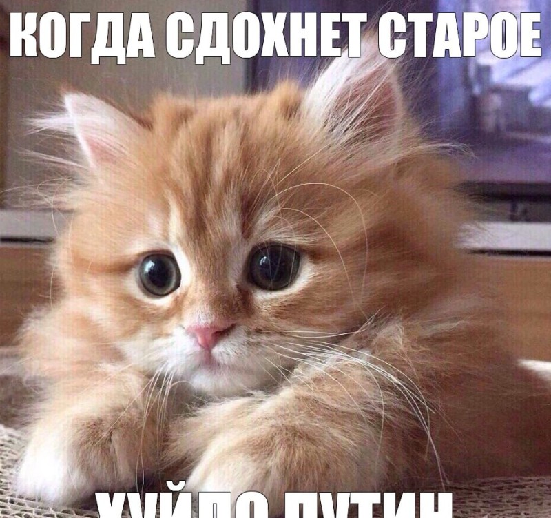 Create meme: cute red kitten, cat , cat sad 