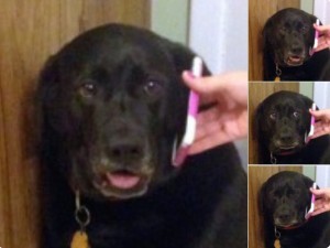 Создать мем: собака разговаривает по телефону, смешные животные, смешные фотографии животных
