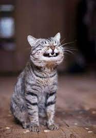 Create meme: cat, smiling cat, smiling cats