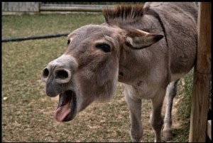 Create meme: funny donkey, donkey laughs, donkey