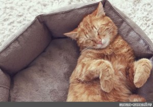 Создать мем: кошка лежит на ковре, спящий котик, кошка