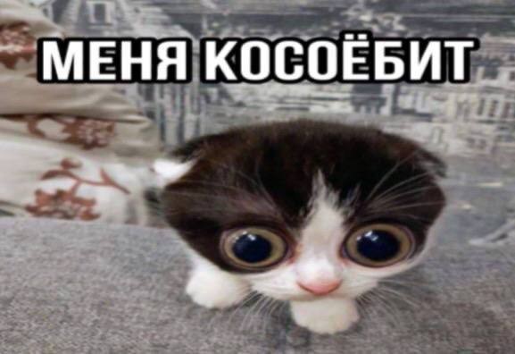 Create meme: animals cute, cats are funny, cat 