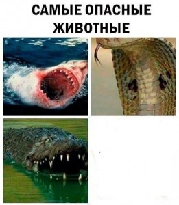 Создать мем: самое опасное существо аниме, самые опасные животные аниме мем