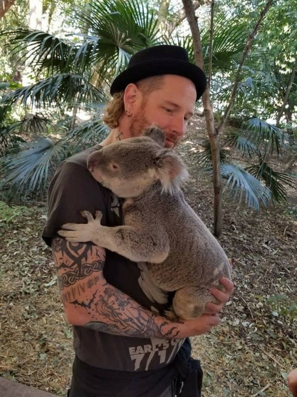 Создать мем: австралия коала, кот, koala