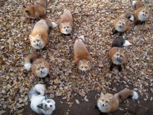 Создать мем: японская лиса мини, упитанные лисята, остров лис в японии